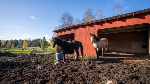 Foto: THOMAS BLOMQVIST / TR BILD