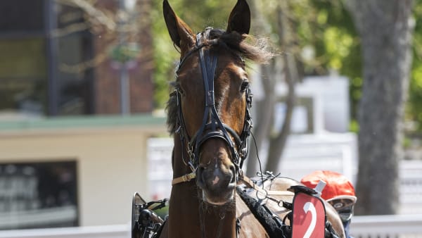 Foto: Jean-Luc Lamaère/LeTrot