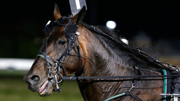 Foto: MICKE GUSTAFSSON/TRAVRONDEN