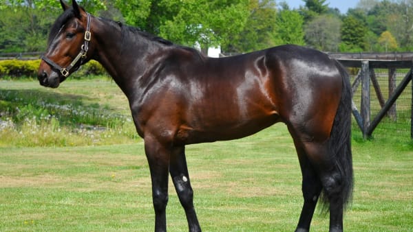 Foto: Simon Hagen/stalltz.se