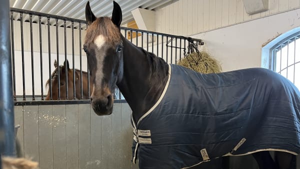 Foto: RICHARD HJELLSTRÖM/TR BILD