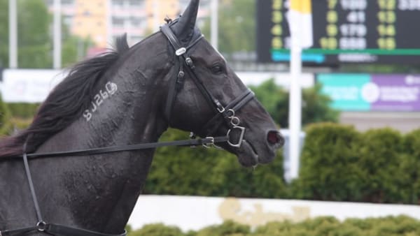 Foto: JEANNIE KARLSSON/TRAVRONDEN