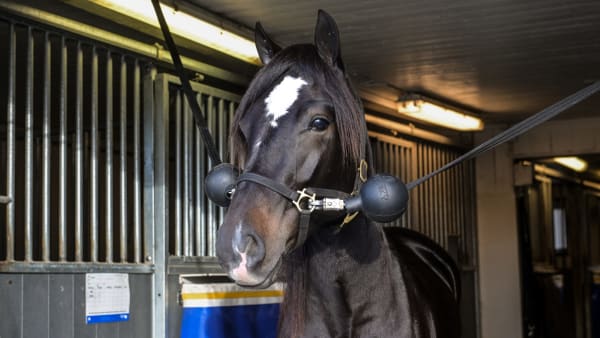 Foto: LARS JAKOBSSON / TR BILD