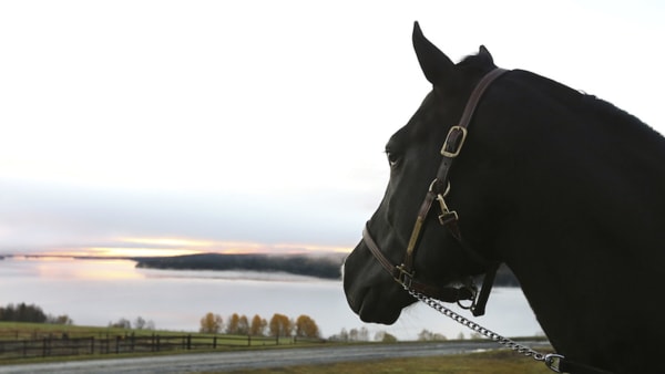 Foto: Maria Holmén/TR Bild