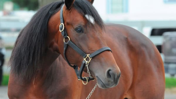 Foto: Thomas Blomqvist/Kanal 75