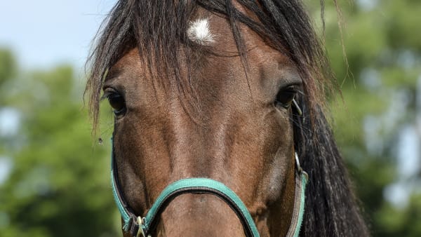 Foto: LARS JAKOBSSON/TR BILD