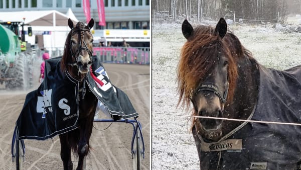 Foto: TR BILD/PRIVAT