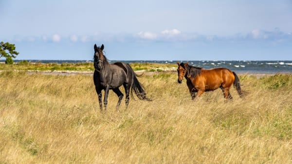 Foto: Thomas Blomqvist/TR BILD