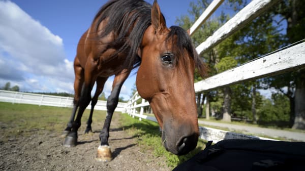 Foto: LARS JAKOBSSON / TR BILD