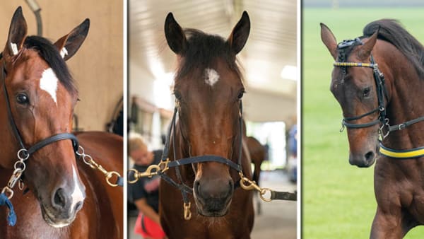 Foto: Thomas Blomqvist/TR Bild