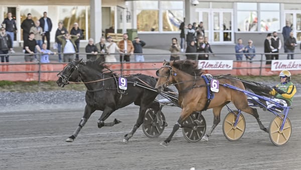 Foto: JENNY REHNMAN / TR BILD