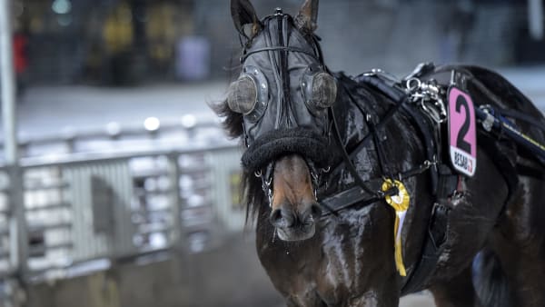 Foto: LARS JAKOBSSON / TR BILD