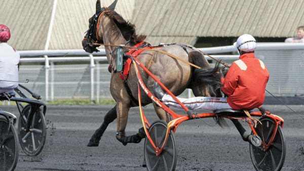 Foto: JEAN-LUC LAMAÈRE/LE TROT