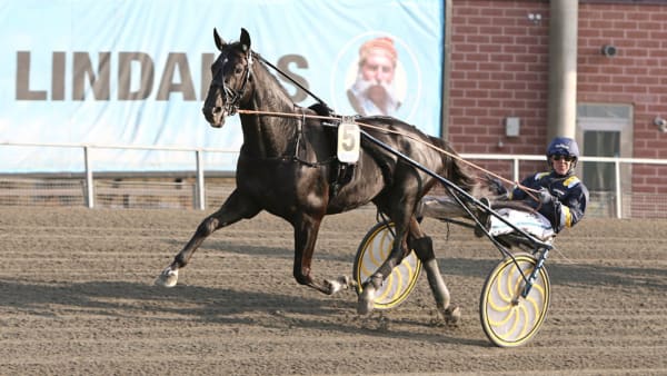 Foto: MARIA HOLMÉN, TRAVRONDEN