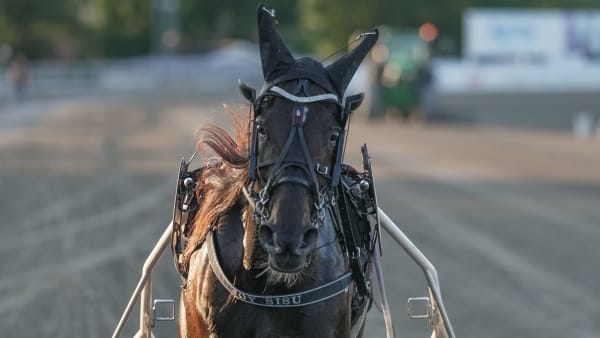 Foto: THOMAS BLOMQVIST / TR BILD