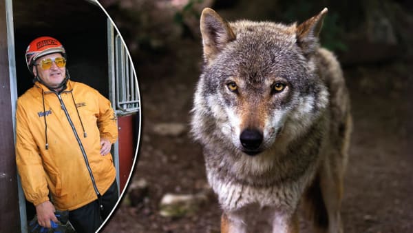 Foto: TR BILD/Rain Carnation/Pixabay