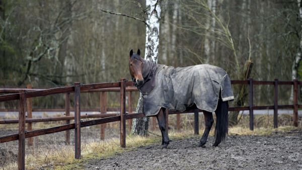 Foto: LARS JAKOBSSON / TR BILD