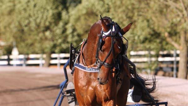 Foto: Maria Holmén/Travronden