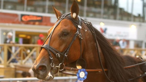 Foto: MICKE GUSTAFSSON/ALN