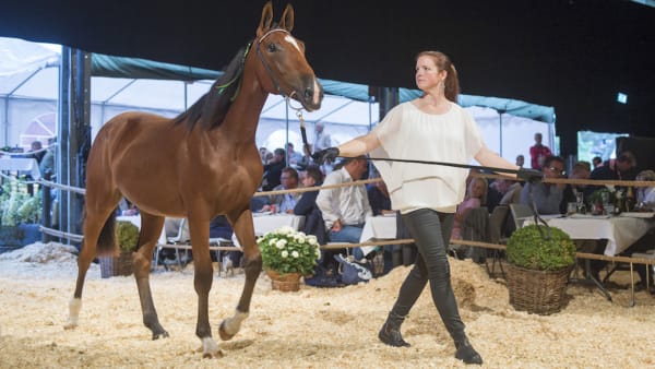 Foto: Mikael Rosenquist/MiRo Media