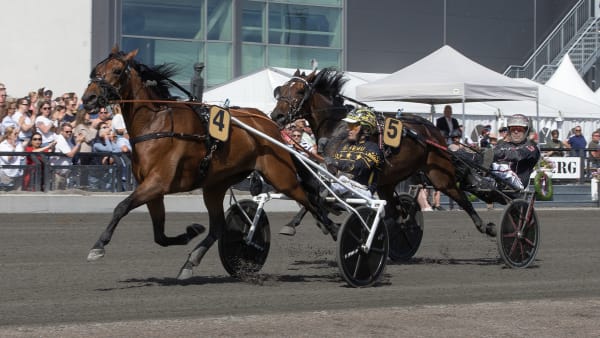 Foto: Hesteguiden.com