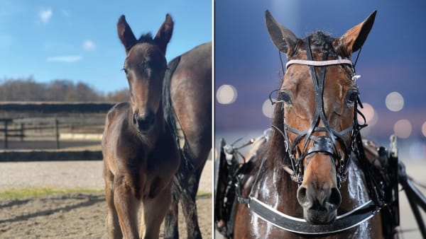 Foto: Privat/Malin Albinsson MVA Foto