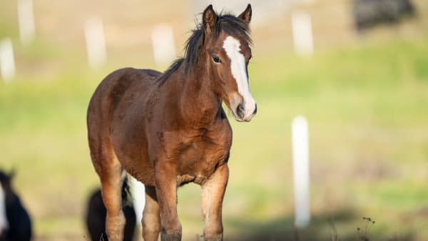 Foto: THOMAS BLOMQVIST/TR BILD