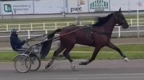 Van Gogh Z.S. har varit borta från tävlingsbanan i nästan fyra år. På torsdag är det dock dags för kvallopp i ny regi.